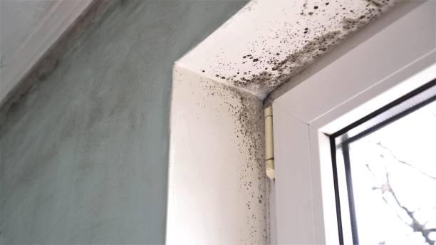 Best Mold Cleaning Services  in Lonaconing, MD