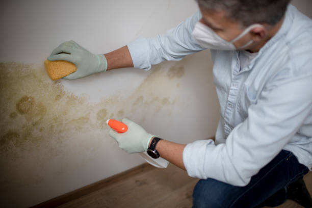 Best Toxic Mold Removal  in Lonaconing, MD