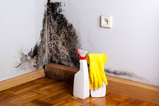 Best Professional Mold Removal  in Lonaconing, MD