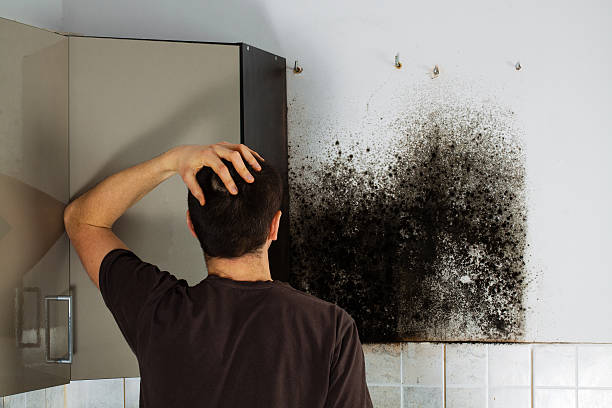 Best Residential Mold Removal  in Lonaconing, MD