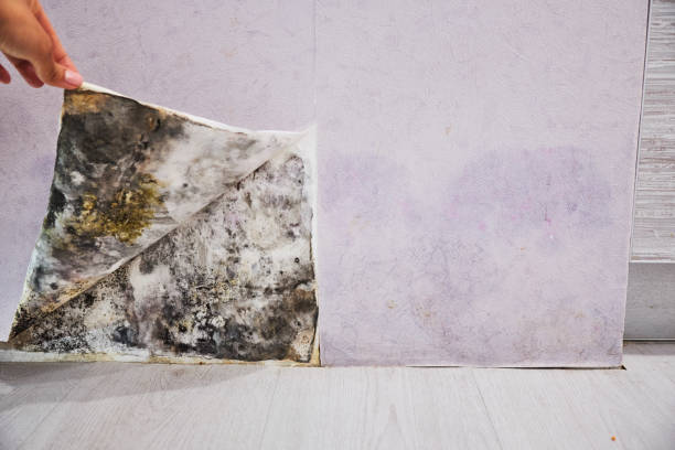 Best Commercial Mold Removal  in Lonaconing, MD